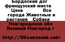 Бордоский дог ( французский масти)  › Цена ­ 50 000 - Все города Животные и растения » Собаки   . Новгородская обл.,Великий Новгород г.